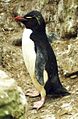 *Southern Rockhopper Penguin