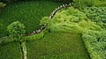 Procession en route pour l'immersion dans la campagne marathe.