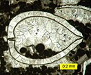 Thin section of calcite crystals inside a recrystallized bivalve shell in a biopelsparite