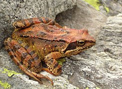 Grenouille rousse.