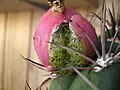 Fruit cracking open