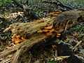 チャツムタケ Gymnopilus liquiritiae 石川県[62]。シロシビンの検出は少量[28]。