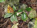 Top view of leaves.