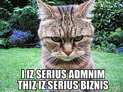 Photo of fierce-looking calico cat with the humorously-misspelled caption, "I iz serius admnim. Thiz iz serius biznis."