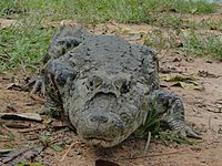 Yacaré overo (Caiman latirostris)