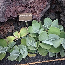 Kalanchoe tetraphylla