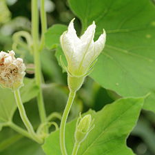 Flor masculina durante su apertura al final de la tarde. Las plantas son una típica enredadera cucurbitácea con flores grandes similares a las del zapallo (Cucurbita) que se diferencian fácilmente de éste por su color blanco. Duran una sola noche.