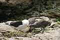Image 49Kelp gull chicks peck at red spot on mother's beak to stimulate the regurgitating reflex. (from Zoology)