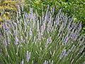 Spighetta (Lavandula × intermedia)