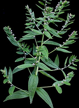 Lithospermum officinale