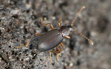 Lyrosoma opacum.