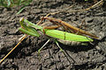 Mating pair of M. religiosa, Lower Austria