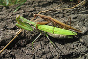 交尾中的薄翅螳（Mantis religiosa），上方褐色者為雄蟲，下方綠色者為雌蟲。