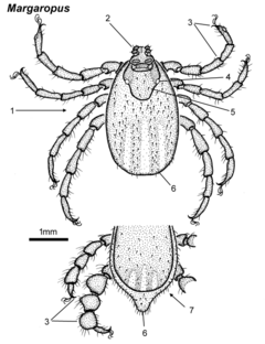 Description de l'image Margaropus female male.png.