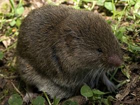 Microtus lusitanicus