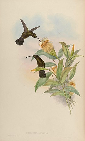 Ilustração por John Gould