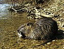 Coypu