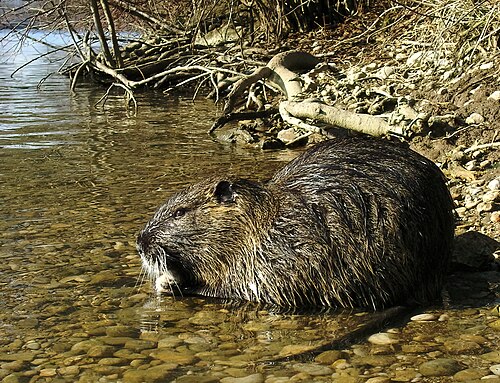 Nutria in its habitat