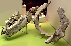 Remains of Merck's rhinoceros from Germany