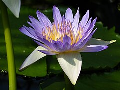 Nymphaea capensis