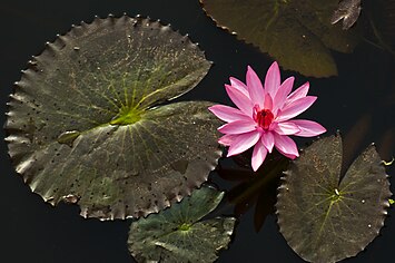 Leaf of Nymphaea rubra with dentate margin