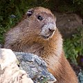 Olympic marmot