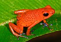 Strawberry poison-dart frog, Oophaga pumilio