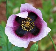 Papaver April 2010-13 crop