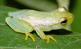 Phyllodytes luteolus