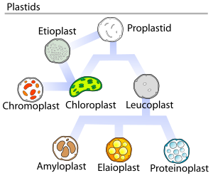 Plants contain many different kinds of plastids in their cells.
