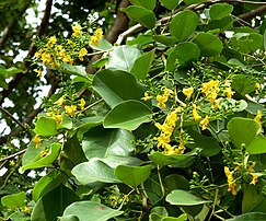 Foliage and inflorescences with buds and flowers