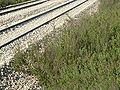 Ruderal community of Dittrichia viscosa growing on the railway-side gravel next to Petah Tikva-Sgula railway station, Israel.