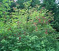 Clusters of berries