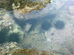 Sea urchins in Tangalle