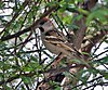 Small patterned brown bird in a thick bush