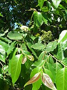 Feuille d'Eucalyptus deglupta.