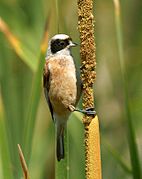 Rémiz penduline (Remiz pendulinus)