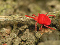 Trombidium holosericeum (Trombidiidae)