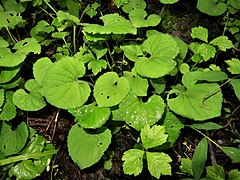 夏の葉は大きく広がる