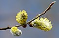 Three male catkins on a willow (Salix sp.)