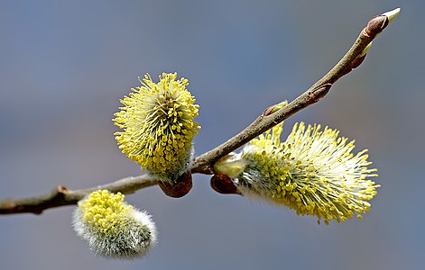 Willow catkin, by André Karwath