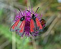 Thymianwidderchen (Zygaena purpuralis) alias (Mesembrynus purpuralis)[14]