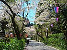 太平山神社の桜