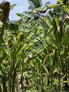 1. Abacá plants have several stalks which can be harvested annually and regenerate fully within a year.[17]