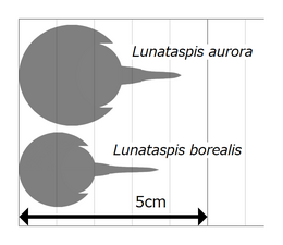 Lunataspis (size) ルナタスピス（サイズ）