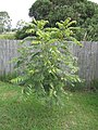 Two-year-old red cedar, growing in a backyard, Casino, Australia