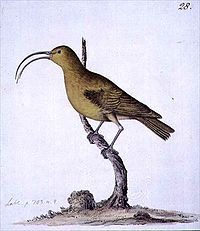 The now extinct Lesser 'akialoa (Hemignathus obscurus), illustration by Ellis.
