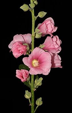 Malva-rosa (Alcea rosea), região de Vinítsia, Ucrânia. A planta é herbácea e bienal, da família das malvas. É nativa da Turquia ou da Palestina e foi importada para a Europa no século XVI. Ela se dá bem em ambientes rurais e urbanos e existe em muitas variantes de cores. Existem malvas-rosa com pétalas simples e duplas. A espécie cresce melhor em solo argiloso bastante pobre, mas as variedades escuras também se dão bem em solos arenosos. A planta floresce no verão com longos caules de flores de 1-1,5 m de altura e tem frutos multipartidos, que contêm sementes grandes de 7 a 8 mm. (definição 3 800 × 3 800)