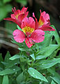 Alostroemeria x hybrida