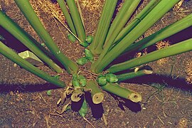 Flower buds